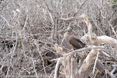 Galapagos-Tiere16.jpg